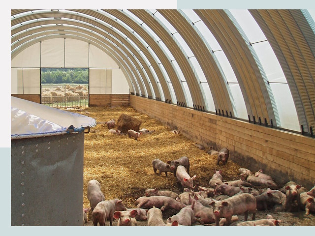 Строительство свинарников в Шатуре