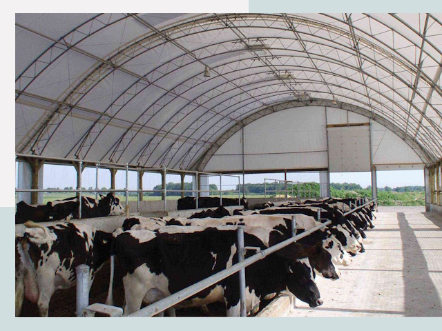 Тентовые коровники в Шатуре
